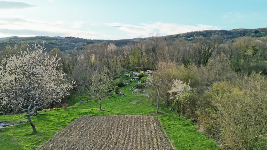 Beautiful aerial descending shot revealing an apiary with colorful beehives nestled in a lush green valley, surrounded by forests and fruit trees in full bloom during the springtime