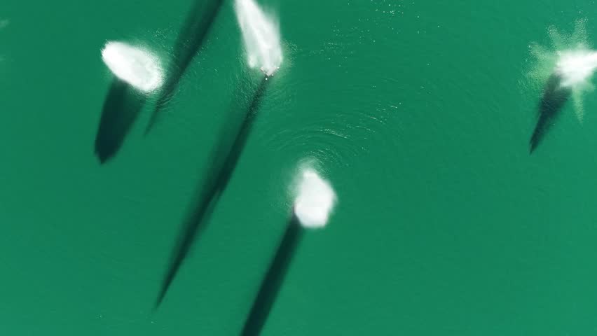 Water fountains in a pond, a abstract top-down aerial drone view of white water plumes spraying and casting long shadows across a vibrant green lake surface on a sunny day.