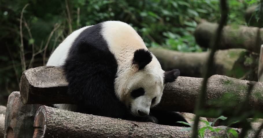 Giant sleeping in the zoo,China