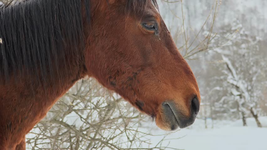 Majestic brown horse turning its head to look into the camera on a cold winter day. Visible steam coming from its nostrils due to the cold air