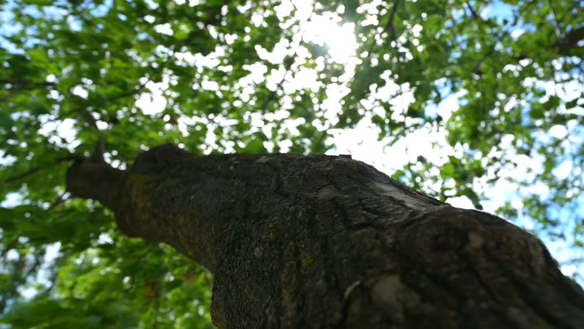 Fresh green spring foliage of a tree in the wind - ash-leaf maple (Acer negundo)