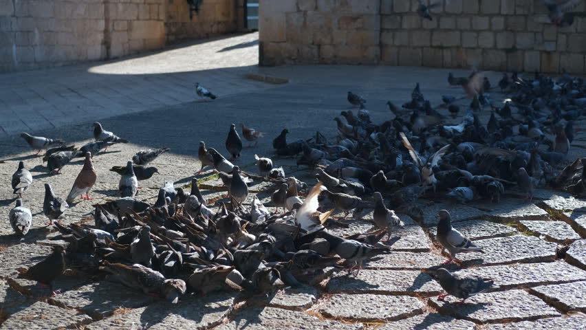 Person scaring a large flock of pigeons in a city square. Numerous city pigeons gathered on a historic cobblestone square eating food when suddenly a person runs through, scaring them