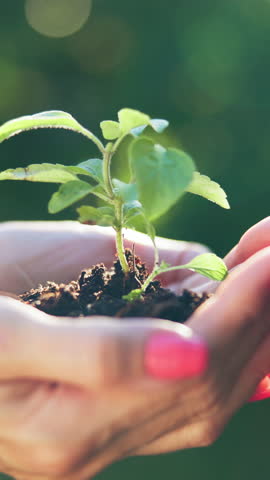Hands, plants and woman in nature, soil for future growth and ecology with sustainability. Leaves, activist and person in forest, seedling and agriculture with gardening, climate change and earth day