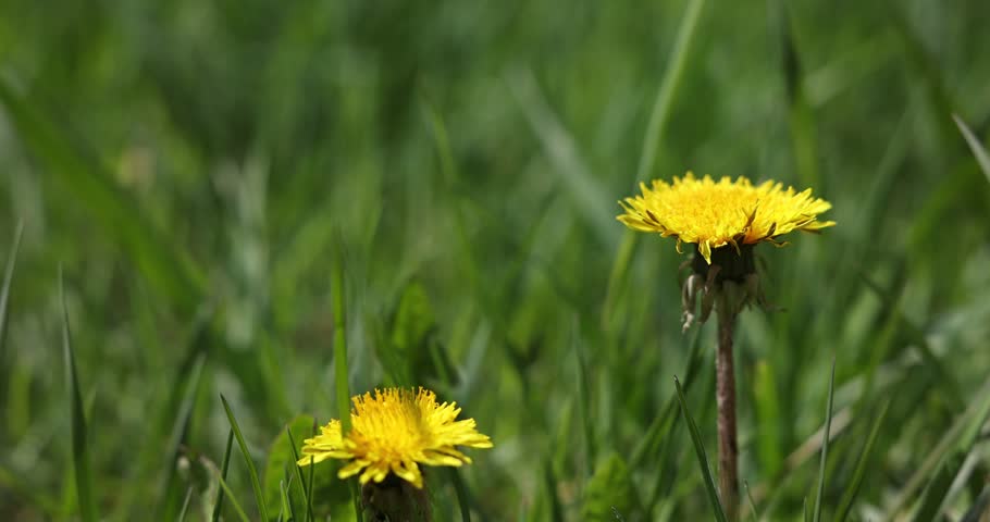Two beautiful dandelion flowers growing outdoors, closeup