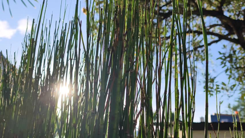 Sunrays shining through tall green reeds against a clear blue sky and lush tree background. Peaceful morning nature scene with bright lens flare.