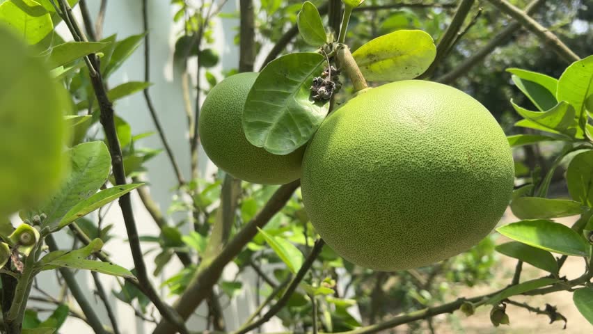 Large green pomelo fruit hanging on a tree branch with lush leaves in a sunny garden