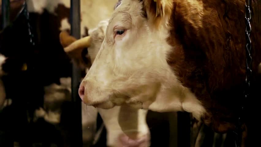 cattle industry cow farm farmer feeding cows with fresh grass at cow farm. High quality 4k footage technology. Animal welfare Cattle of cows livestock