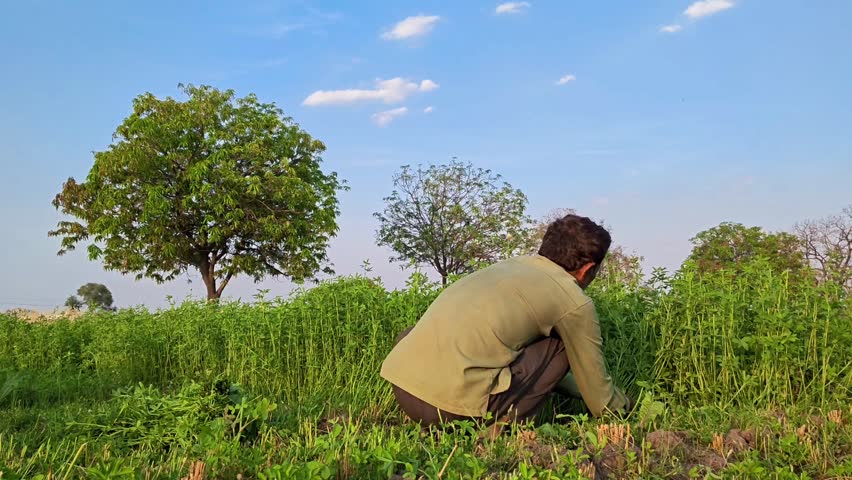 Farmer cutting green grass in rural field