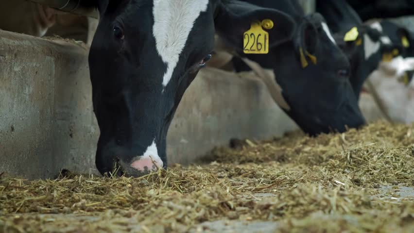 The farm cow are eating their feed in the stall, with nobody else around. Large modern cowshed with cows ranch livestock herd feeding beef industrial