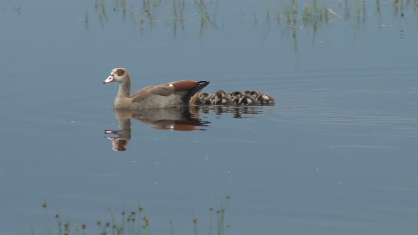 egyptian geese with young duckling
