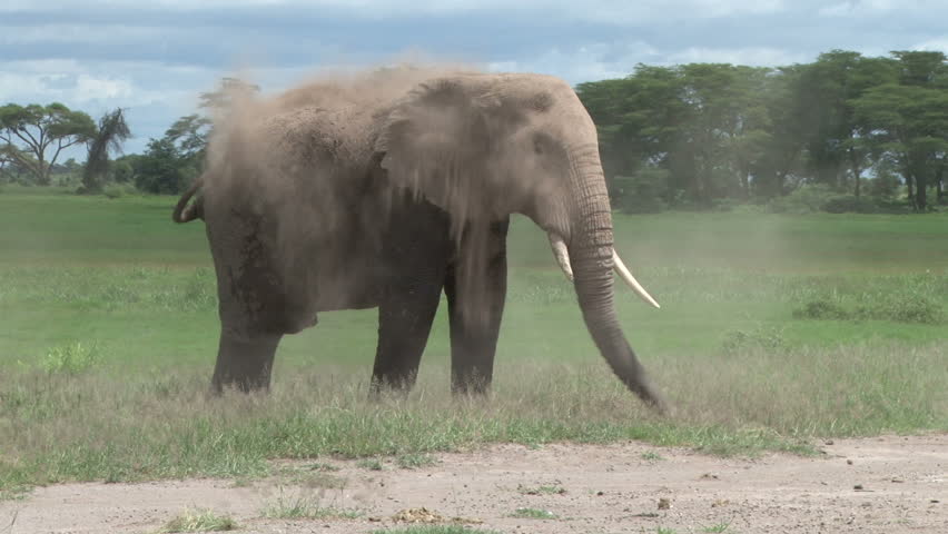 elephant bull dusting himself after coming out of a swamp
