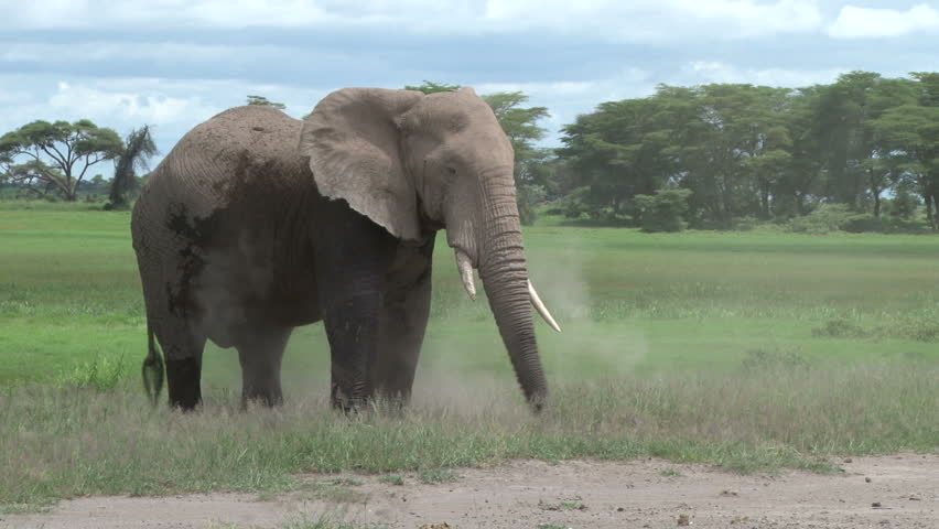 elephant bull spreying dust on his back