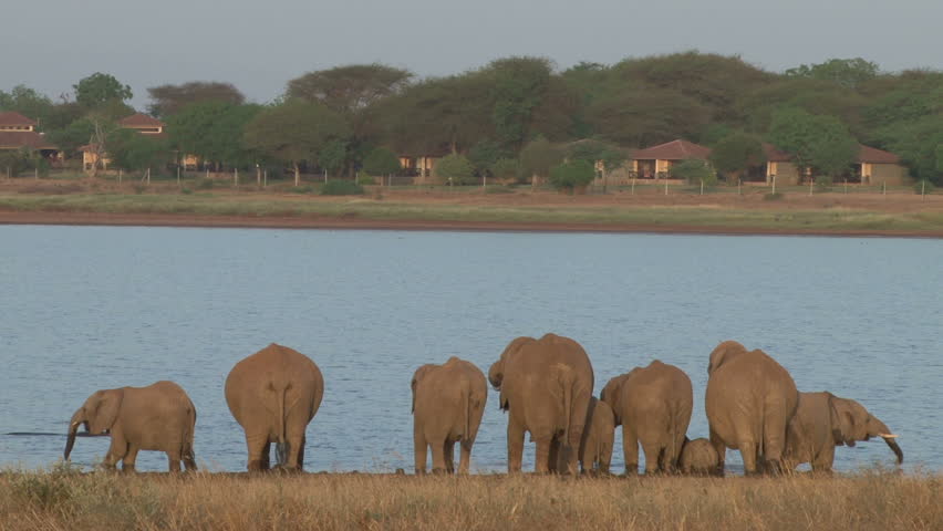 elephant drinking near a lodge1