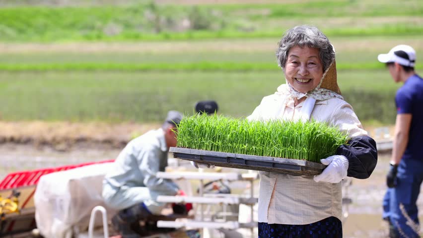 A senior couple eating rice balls in between rice planting work.