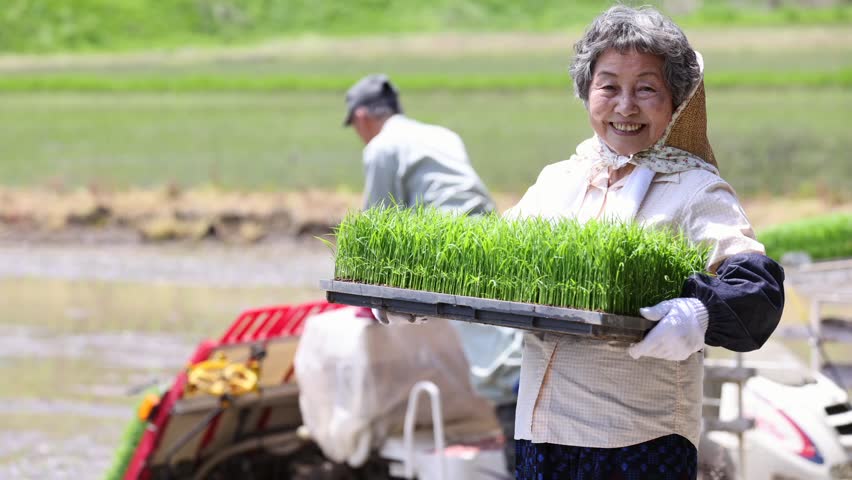 A smiling senior female farmer carrying rice seedlings and a scene of rice planting.