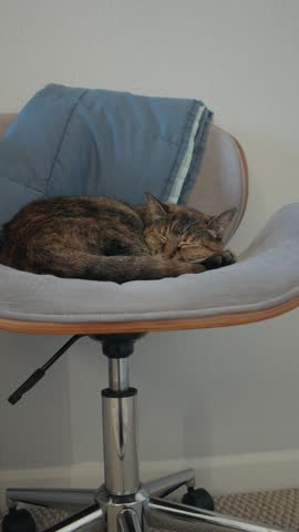 Vertical Footage of a Sleeping Cat on a Office Chair