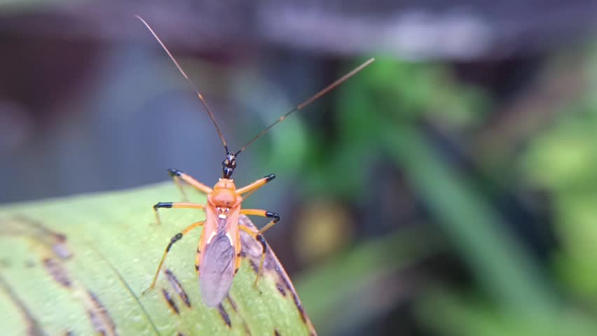 world fauna, slow motion of an assassin bug flying from a leaf