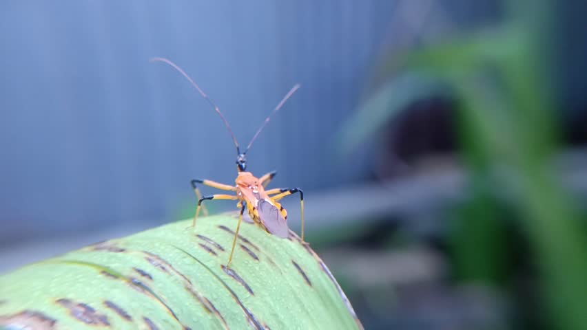 world fauna, an assassin bug perched on a leaf