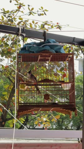 Vertical shot of Vietnamese Bulbul bird in Cage Hanging on Balcony. Symbolizes ancient tradition in asia