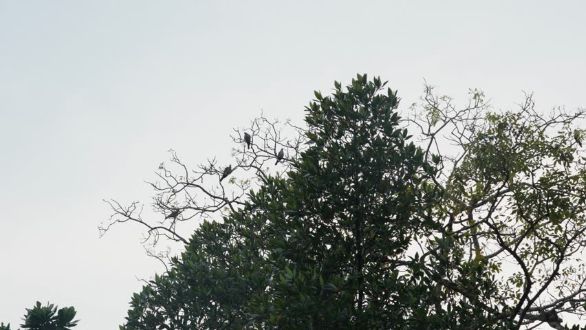 View from a floating boat of wild pigeons sitting on top of a tree at sunset in Sri Lanka