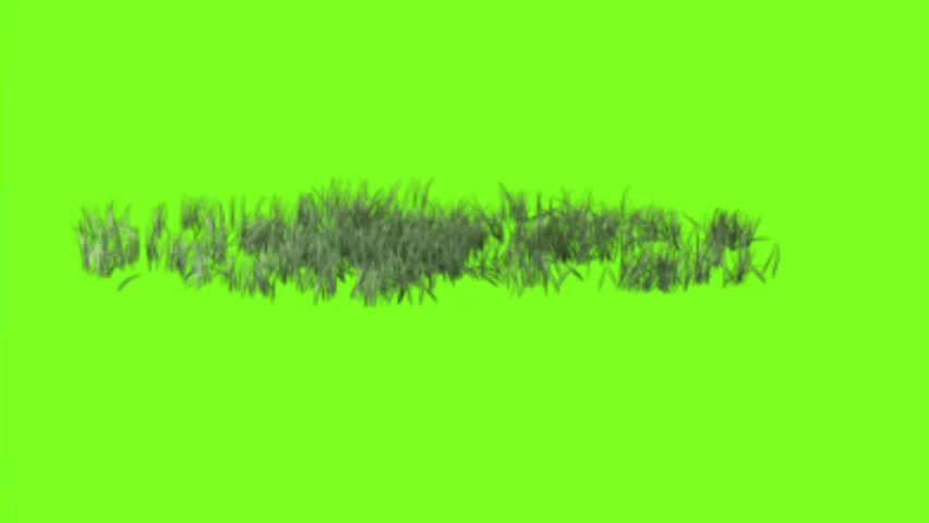 Green Grass Patch Swaying on Green Screen Background for Compositing