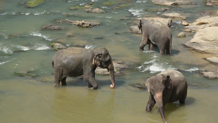 A herd of elephants swimming in the river. Adults and little Asian elephants take a bath in Sri Lanka