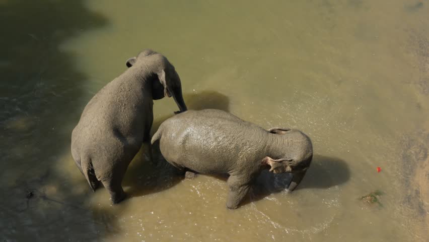 Two elephants rolled in the mud and are going to swim. Asian elephants take a bath in Sri Lanka