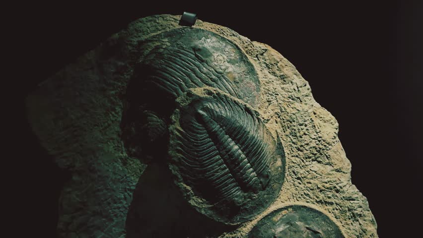 Close-up of trilobite fossils embedded in rock, prehistoric marine life detail