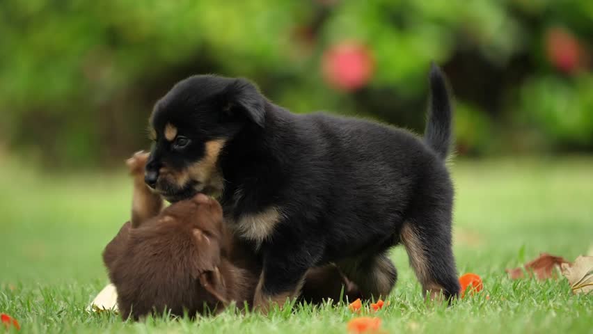 Two playful puppies frolicking and wrestling on lush green grass, adorable pets enjoying outdoor activity in soft daylight, cute domestic animals bonding and interacting.