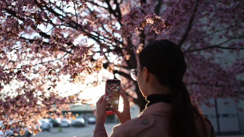 Young woman recording cherry blossoms on mobile phone under golden sunlight spring park scenery peaceful mood floral cinematic lifestyle content creation moment