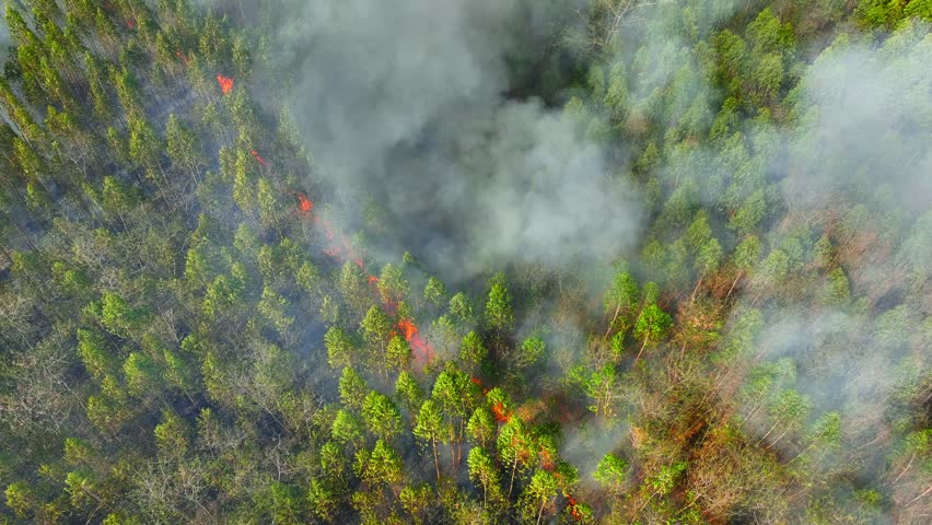 Drone captured eucalyptus plantation fire burning across green canopy, highlighting intense smoke, climate-related fire behavior, habitat loss, and long-term ecological and environmental impacts. 4k.
