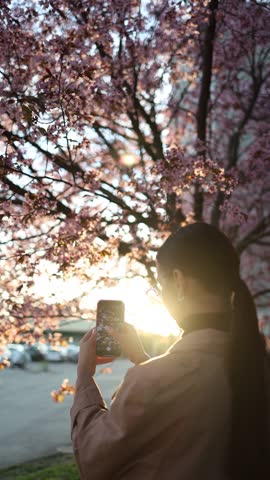 Vertical screen girl recording sakura blossoms with mobile phone under glowing sunlight spring park atmosphere soft motion peaceful outdoor lifestyle cinematic floral scene