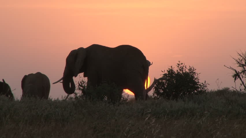 elephant walks away with her baby