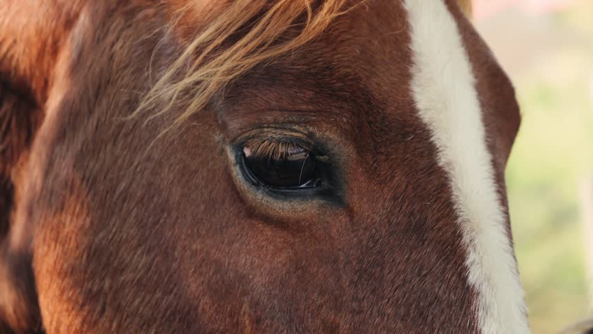 A close-up of a horse