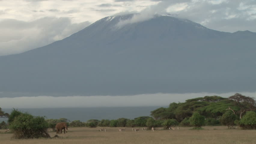 Elephants and gazelles grazing near mt kilimanjaro