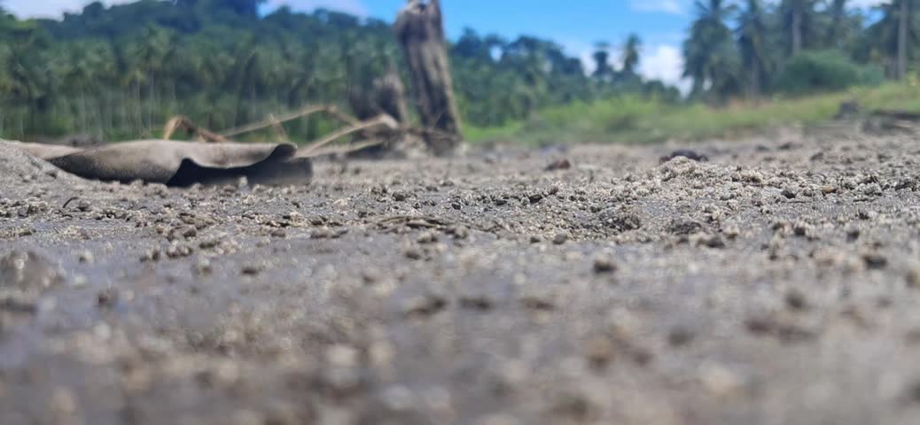 Crab of Galathea Bay, Great Nicobar Island