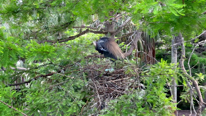 Tri-colored heron with three eggs in the nest
