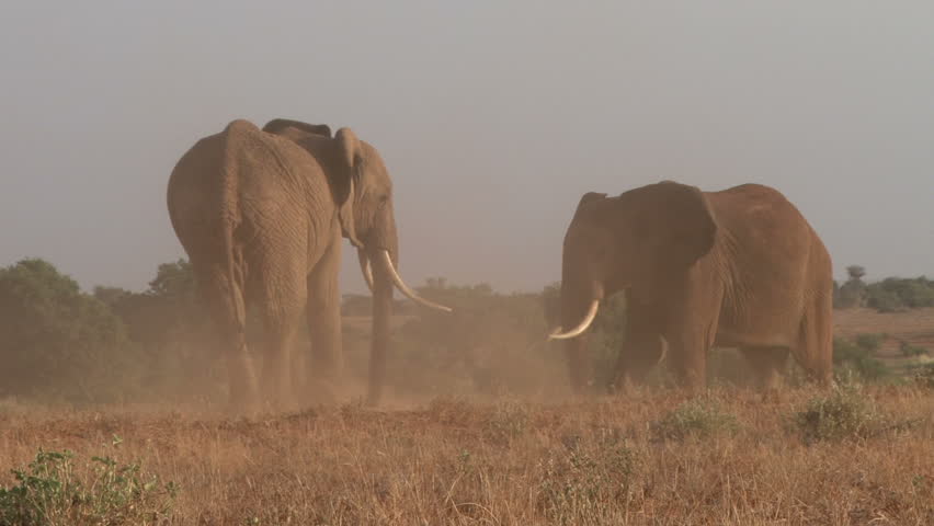 elephants bulls fighting 1