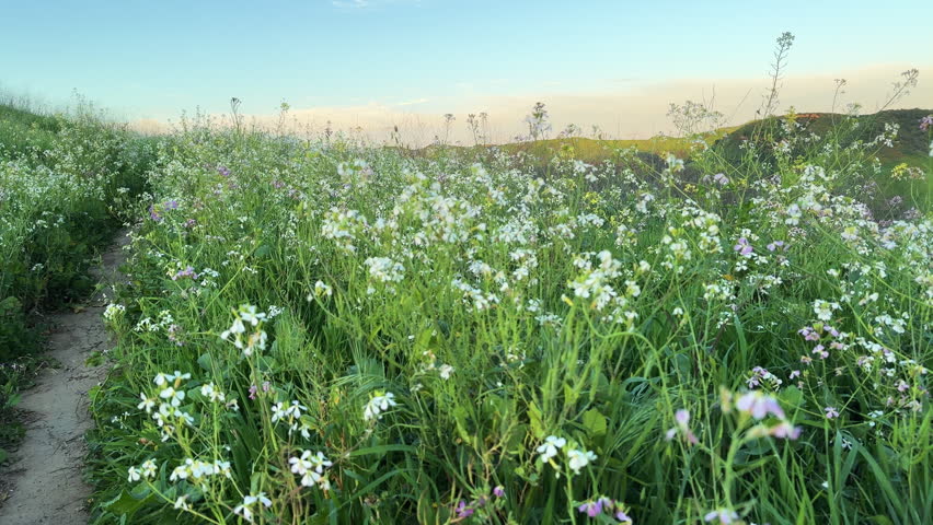 White wildflowers in Chino Hills State Park