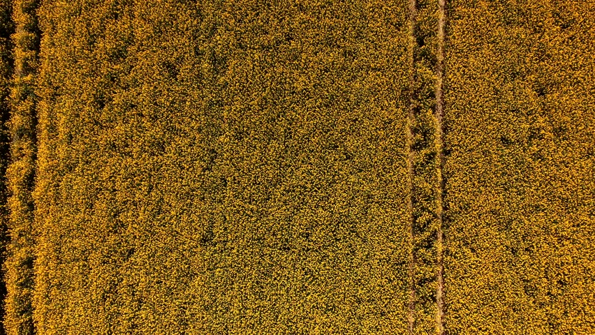 Blooming yellow canola field in full growth during spring in USA, showing agricultural crop texture and tractor lines under bright sunlight. Natural farming pattern background. Aerial top down rising