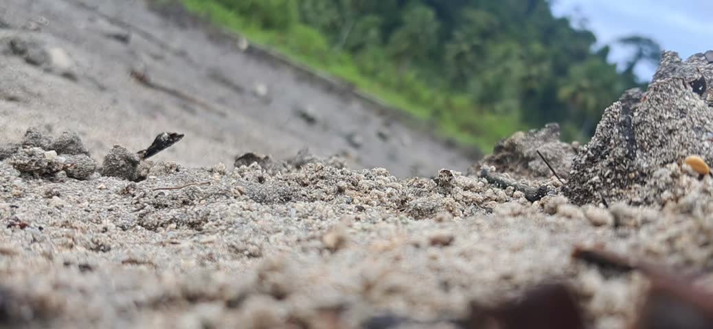 Fiddler Crab of Galathea Bay in Great Nicobar Island