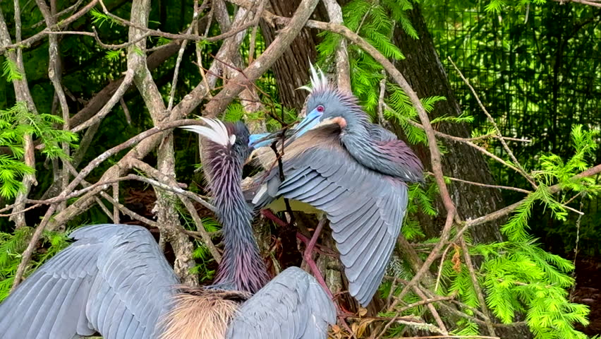 Tri-colored herons building.a nest with a large stick