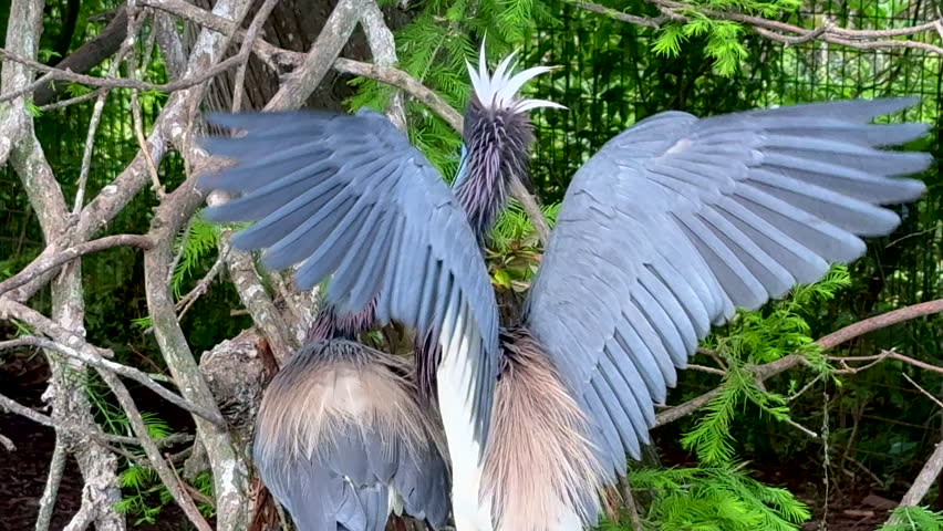Tri-colored heron arrives with nesting material