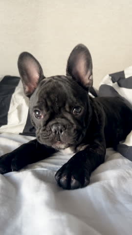 A cute brindle French bulldog puppy lies on a white and black striped bed, yawning and licking its lips in an authentic home setting.