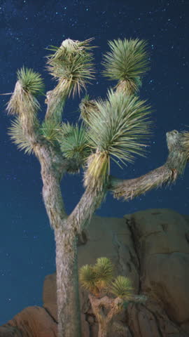 Vertical Shot of Joshua Tree National Park Milky Way Galaxy Over Rock Formation and Joshua Tree in Northeast Sky Astrophotography Time Lapse California USA
