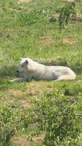 White arctic wolf lying on short grass, gazing directly at camera on a sunny day, surrounded by low green vegetation.