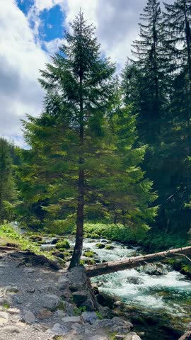 Scenic woodland landscape featuring a fast-flowing river winding through a conifer forest, with a tall evergreen in the foreground, mossy rocks, a fallen log across the water, and a cloudy sky above.