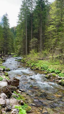 Peaceful nature scene of a shallow, fast-moving stream with visible stones and small rapids, bordered by mossy rocks and spring greenery, flowing through a dense evergreen forest. Vertical background 