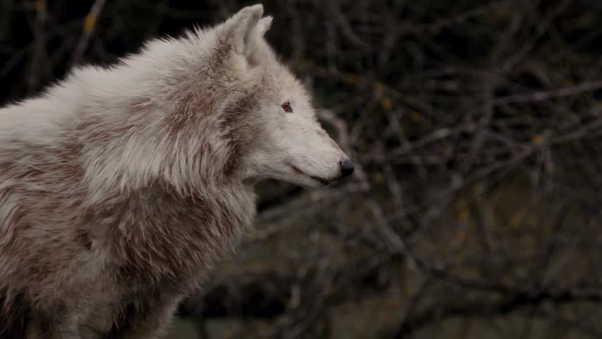 Majestic white wolf standing in a dark forest looking around, cinematic wildlife portrait