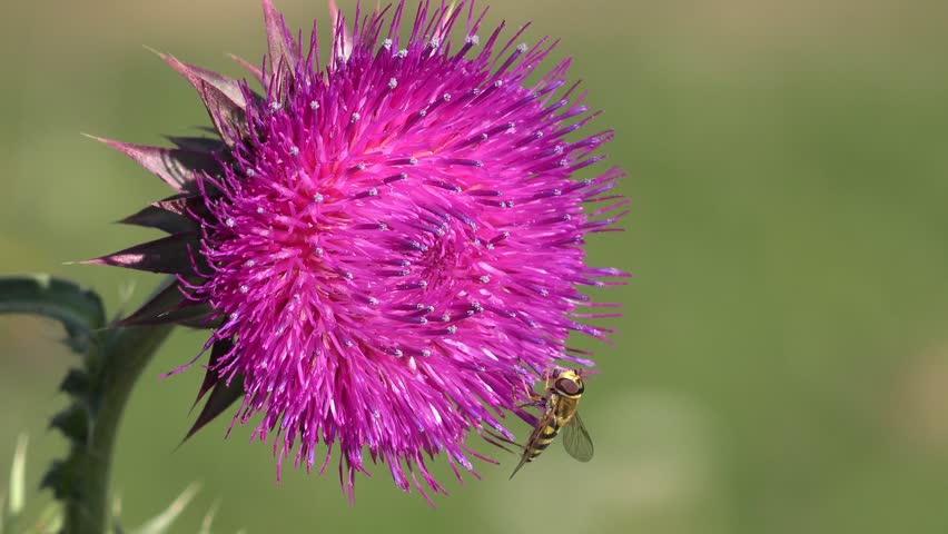 Flying Bumble Bees Insects Collecting Pollen on Thorns Flower, Pollinating Thistles, Mountains Desert Medicine Plants, Bumblebee